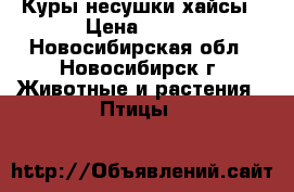 Куры несушки хайсы › Цена ­ 450 - Новосибирская обл., Новосибирск г. Животные и растения » Птицы   